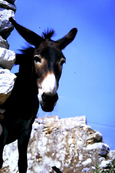 Curio island donkey