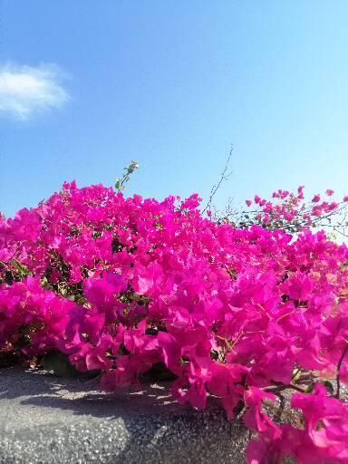 Bougainvillea by the road. 