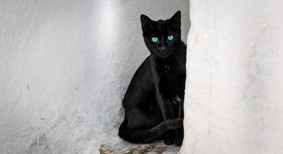 ...scaredy cat, blue eyes.....