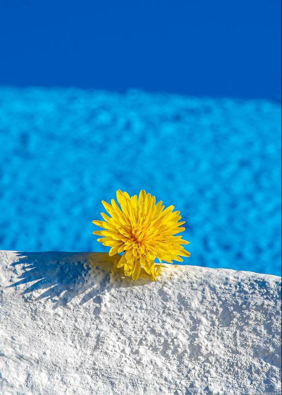 ....yellow flower...