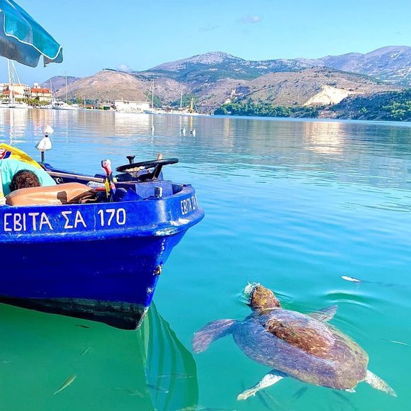 Caretta caretta at Argostoli harbour