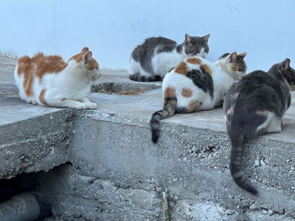 In Chora the cats had their own lunchmeeting