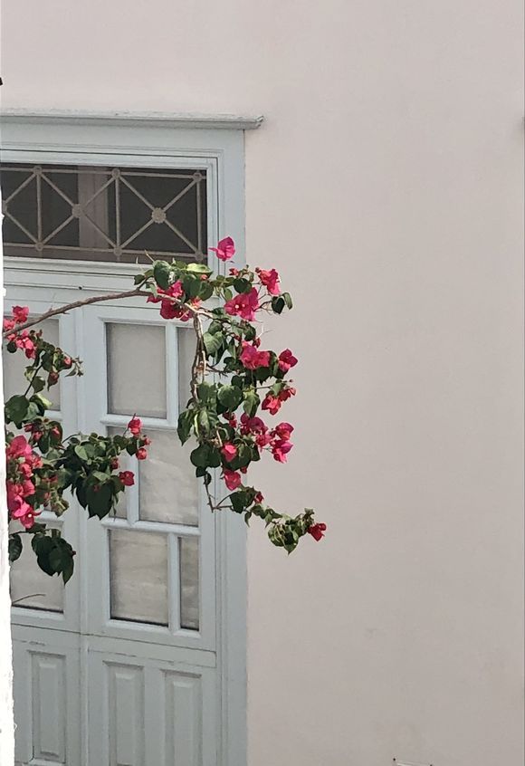 What is most beautiful, the door or the bougainvillea? - it is at least a good combination.