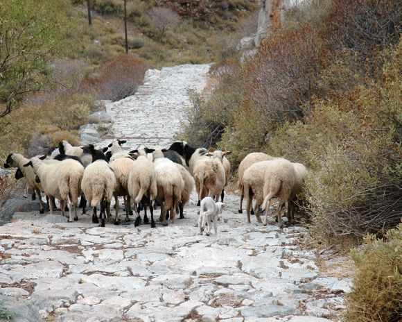 If you go the countryside to Vlichos or Plakes, you can meet these on your way