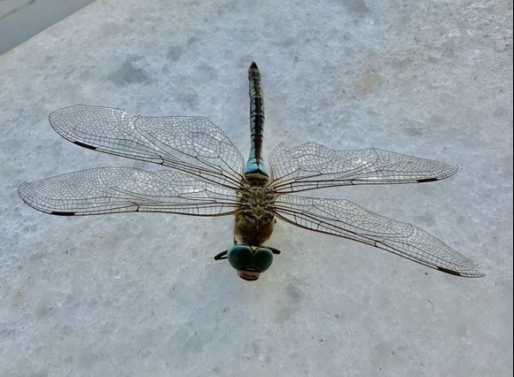 My new favorite, isn't it gorgeous? -look carefully at the pattern on the wings, the color of the body and the large eyes.
Kimolos september 2024 (\Select location is not in order)
