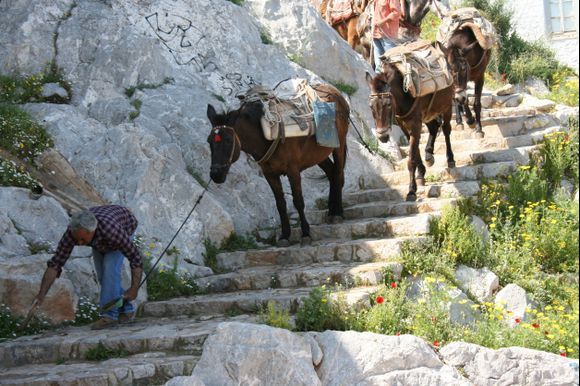 There are no cars on Hydra, all land transport is by donkeys, mules or horses. What comes out back there must be scooped up and put under bushes or in a sack.