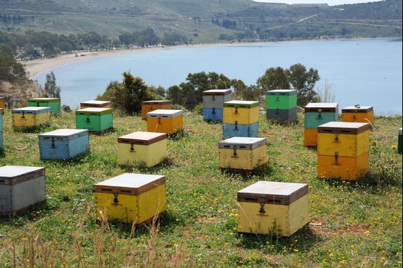Beehives at the top of the hill, over looking Karathona Beach
