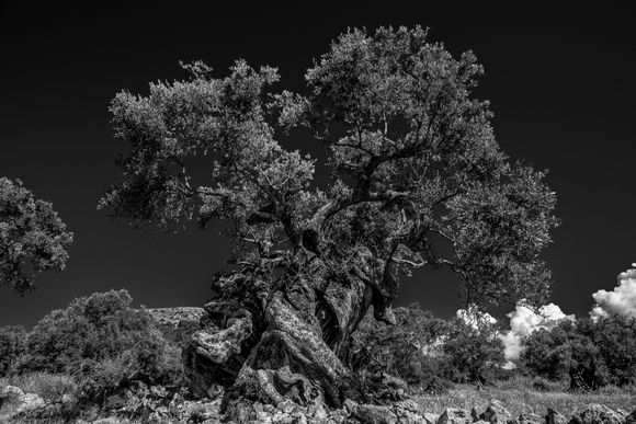 In the north and middle of the island, between Aghios Nokolaos and Volimes