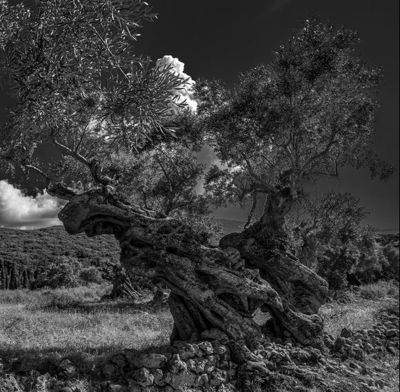 In the north and middle of the island, between Aghios Nokolaos and Volimes