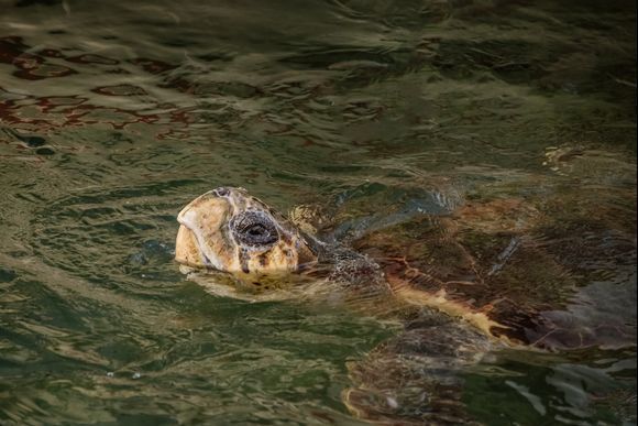 One of the big turtles (Careta Careta, as in French Polynesia (lol)