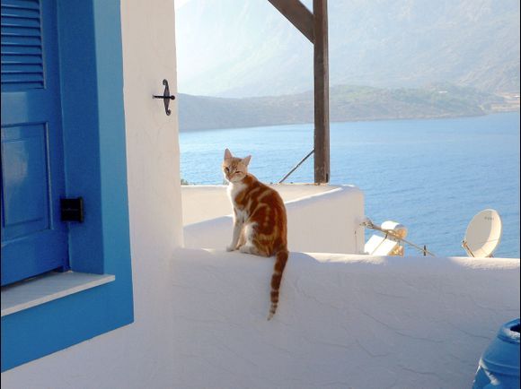 ... autre chat grec 