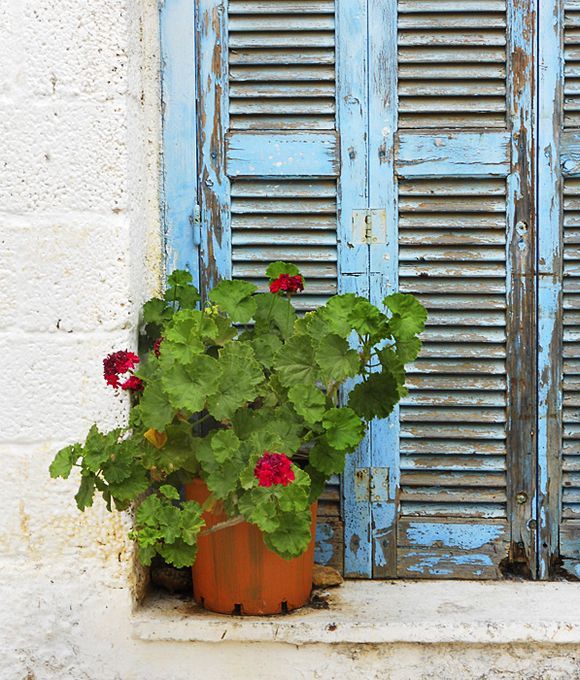 Geranium plant by blue window shutters.