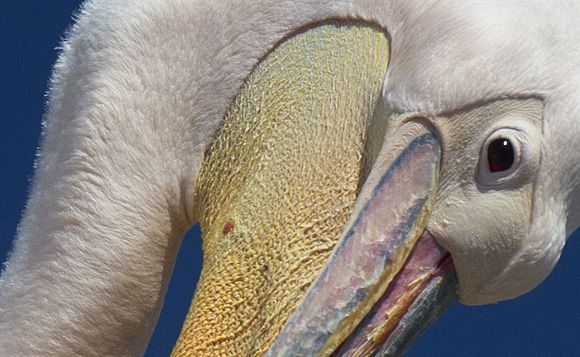 Pelican Parts #2