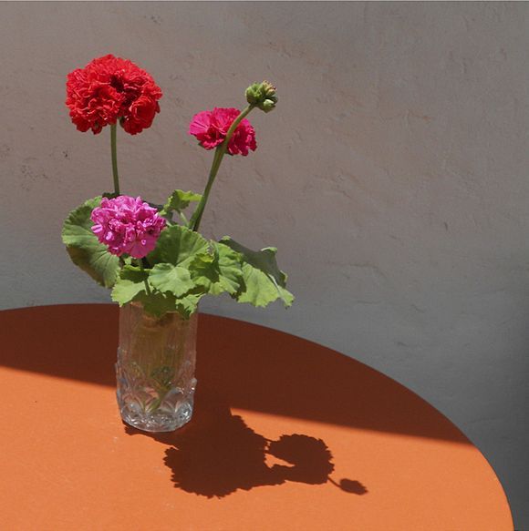 Geraniums in a glass - table at a cafe in Naousa.
