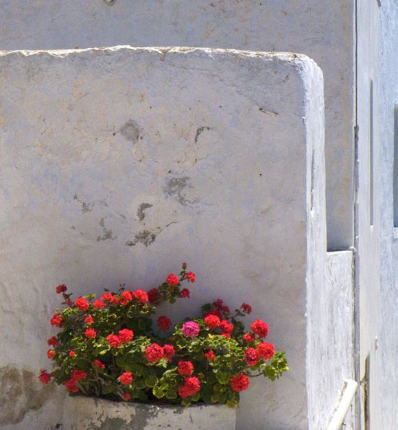 Red geraniums in Plaka - May 2008