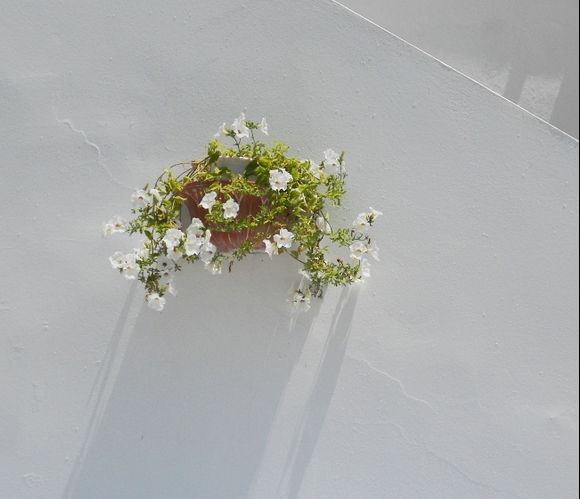 White flowers against a white wall in Antiparos.