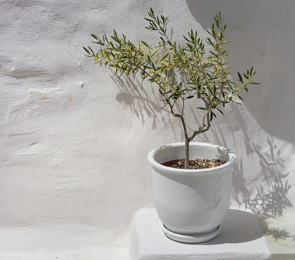 Potted plant (olive?)
