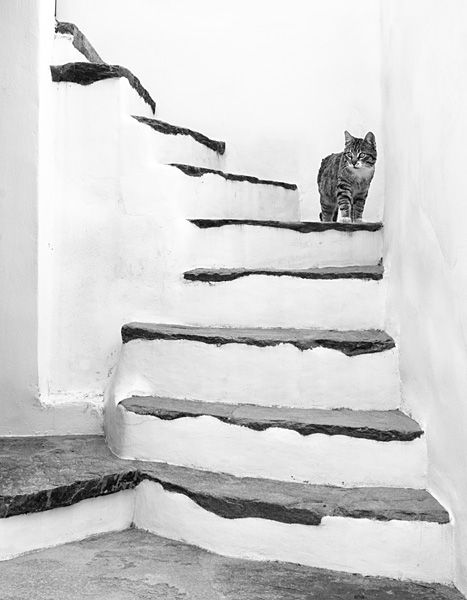 Falatados stairs with cat.