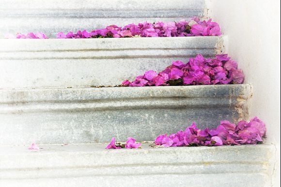 Fallen bougainvillea blossoms on stairs