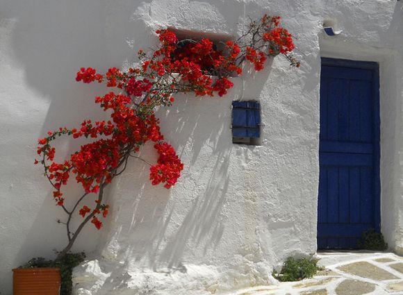 Red bougainvillea against a white wall, Lefkes