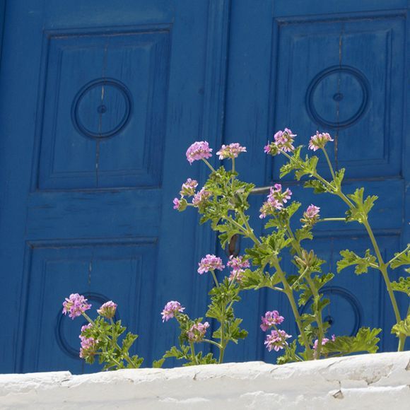 Flowers in front of blue door