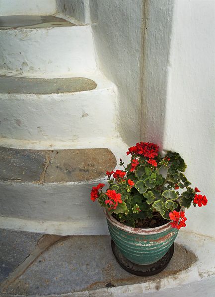 Potted Geraniums in Old Market