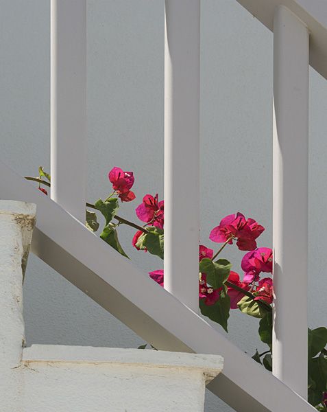 Bougainvillea on the stairs