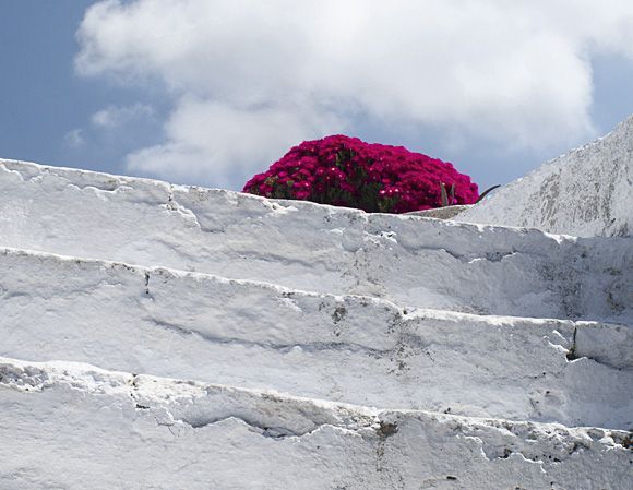 Red flowers at top of stairs - Oia