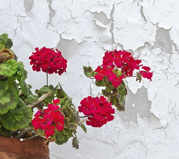 Red geranium in front of weathered white wall.