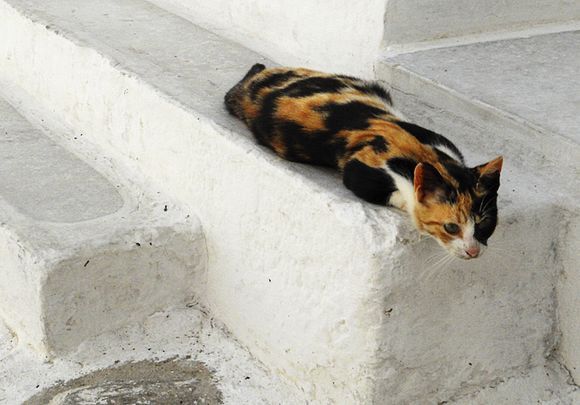 Cat on steps, Parikia