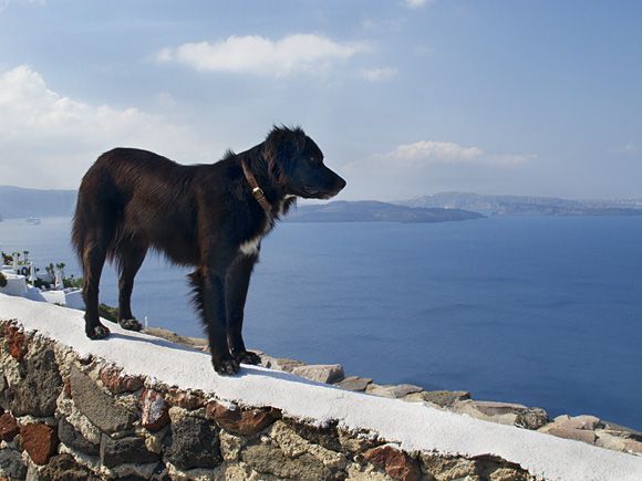 Caldera Dog