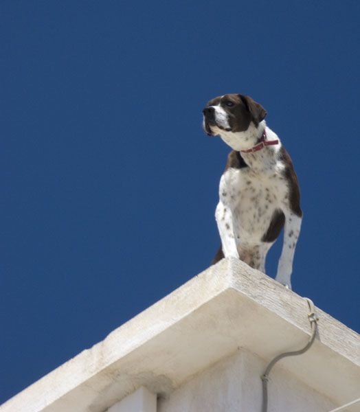 Dog on a rooftop, Plaka - May 2008