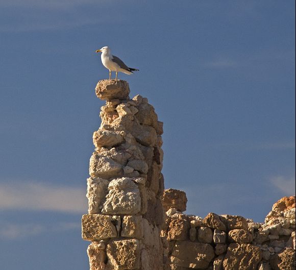 Gull on ruins at Firopotamos.