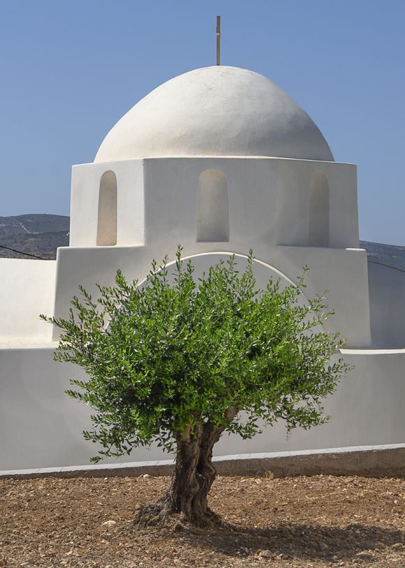 Chapel behind the olive tree.
