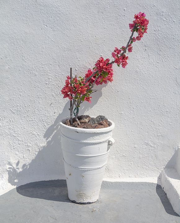 Pink flowers in a white pot.