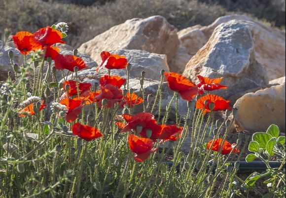 Poppies at Agios Fokas