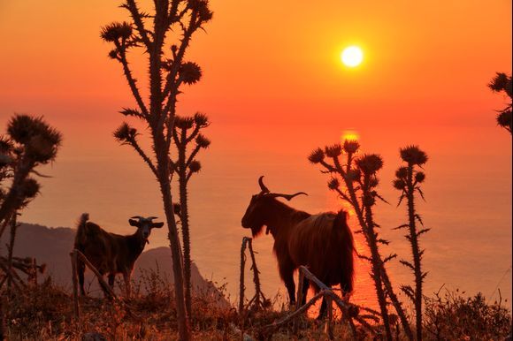 Beautiful sunset with goats