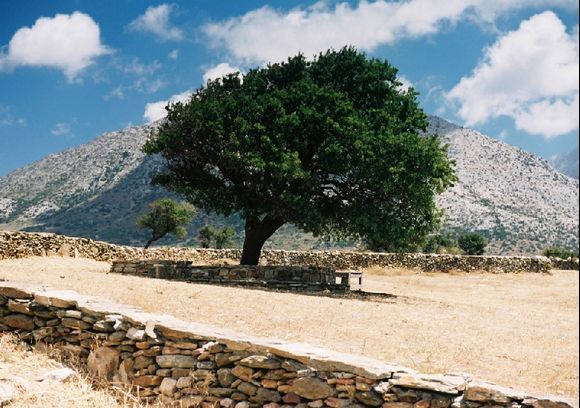 Tree at Demeters temple. Naxos, 2008