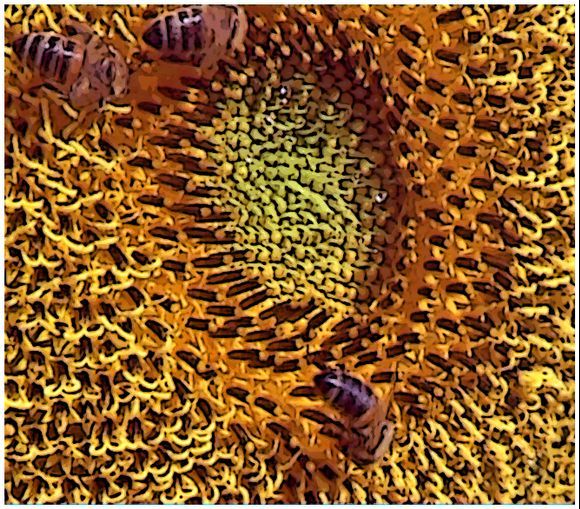 Bees on sunflower. Anafi, 2006