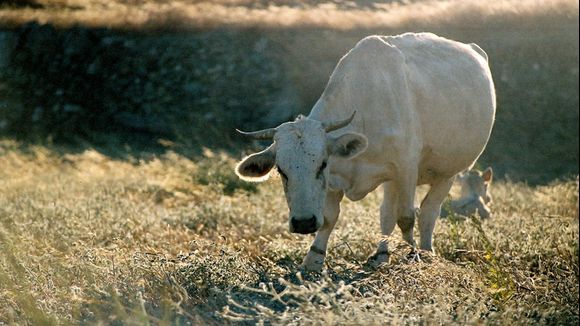Cow. Ano Meria, Folegandros, 2003