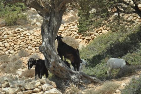 goats on the way to Livadi beach