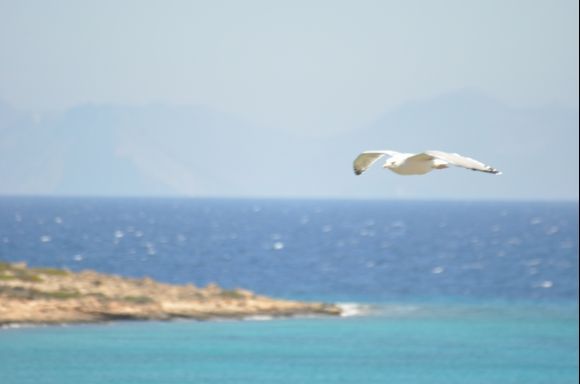 Seagull you fly, across the horizon...