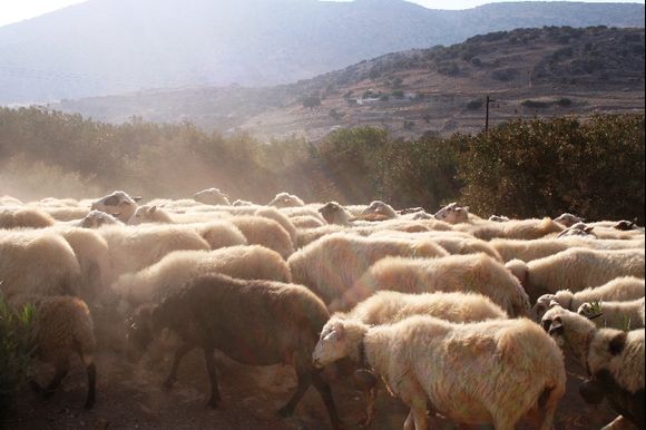 Sheeps in Agiassos