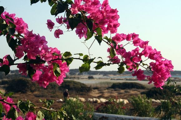 Flowers and Sheeps from our Villa
