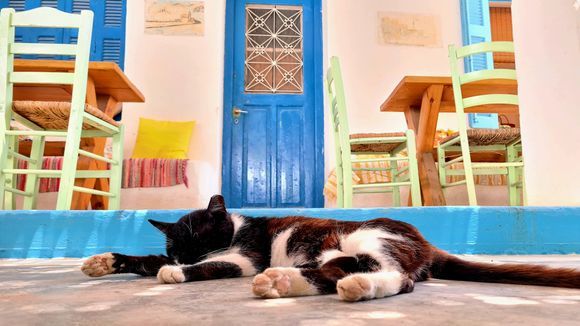 The life of a Greek cat on Schinoussa 😉