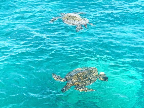 Loggerhead Turtles or “Caretas” are visitors at the Ionian Islands, they nest here and are amazing to experience 🥰 start you vaca planning to Corfu now!