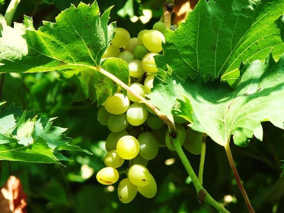 grapes - in the garden of the monastery of Paleokastritsa