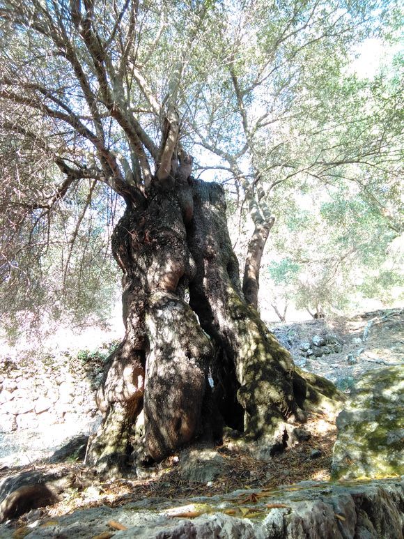 This olive tree is 400 years old