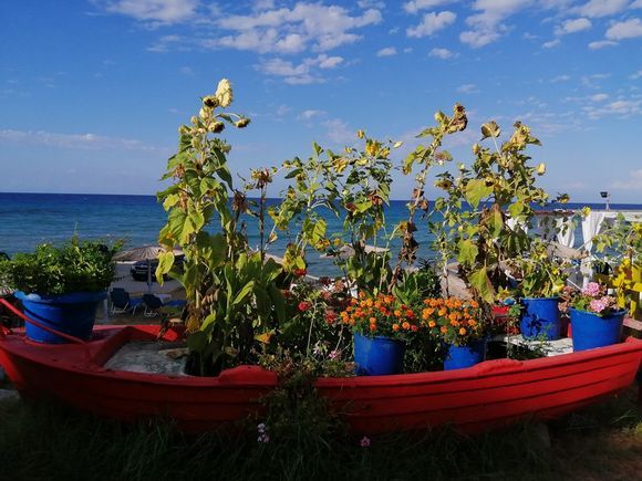 Zakynthos, Greece - Ammoudi. Flowers in a boat