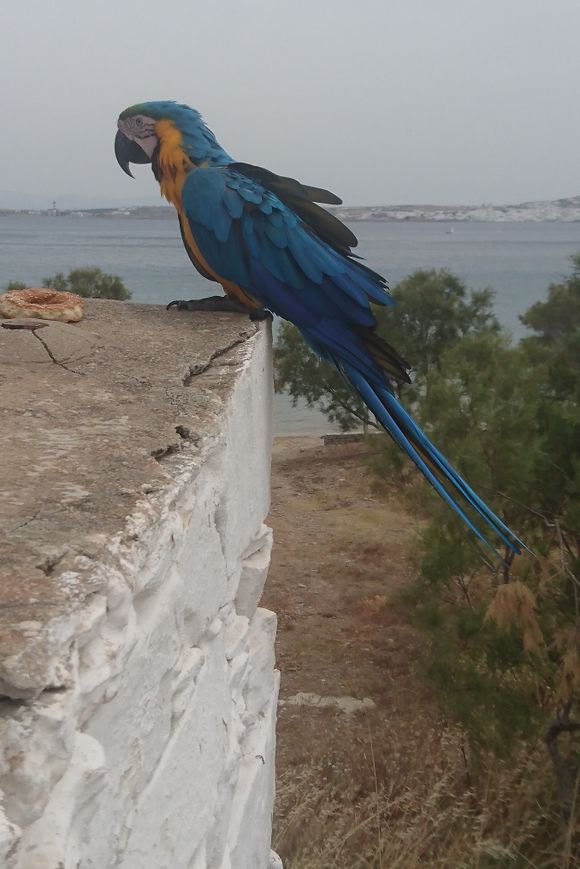 You wouldn't expect a parrot flying free in 🇬🇷
But this one is apparently well known in the area
This is at Paros Park

May 20, 2018 